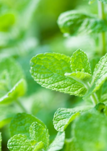 Anti-Pollution Powder and<br>Peppermint Extract