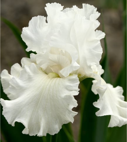 鸢尾花根提取物