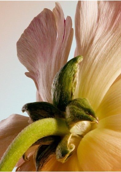 New Radiant Lily Concentrate