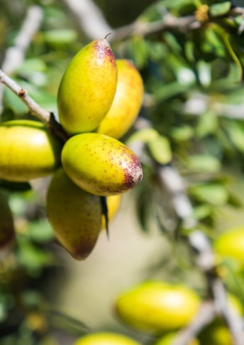 Premium Argan Oil  and Hyaluronic Acid