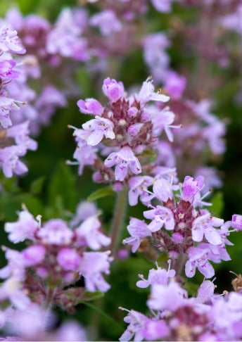 Japanese Prickly Ash, Thyme, and Chestnut Rose Extracts