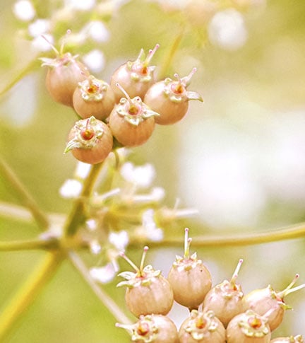 GOLDEN BOTANICAL CONCENTRATE