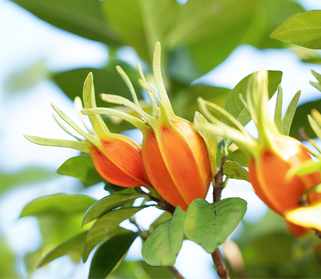 GARDENIA EXTRACT
