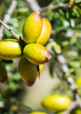 山茶油和摩洛哥坚果油