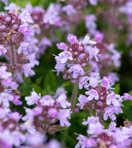 Adaptable Innershield Technology with <br>Moroccan Thyme Extract