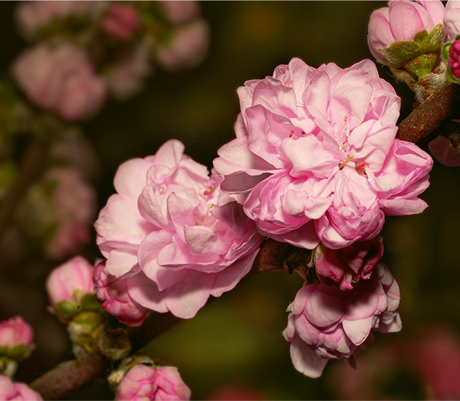 CHERRY BLOSSOM EXTRACT