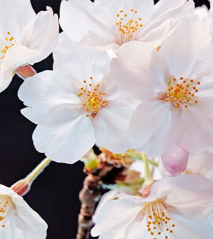 CHERRY LEAF EXTRACT