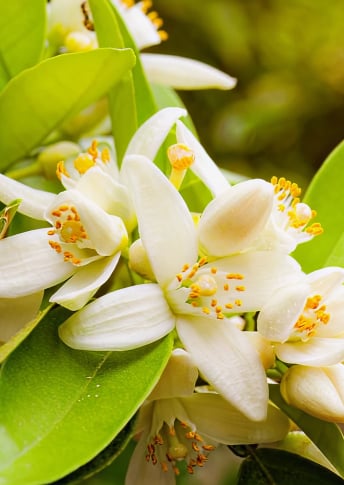 NEW Night Rhythm Fine-Tune Technology