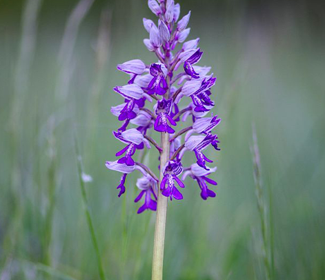 SCUTELLARIA BAICALENSIS ROOT EXTRACT