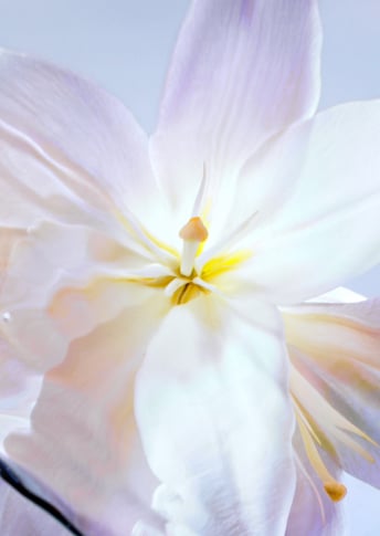 NEW Radiant Lily Extract*