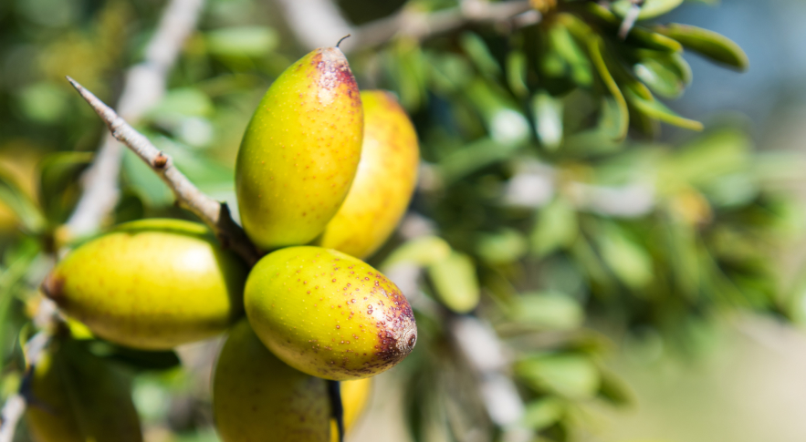 Marula, Meadowfoam, Grapeseed and Argan Oils