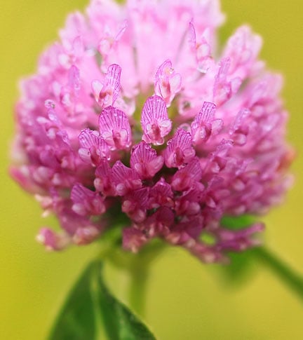 TRIFOLIUM PRATENSE FLOWER EXTRACT