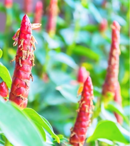 Zingiber Aromaticus Extract