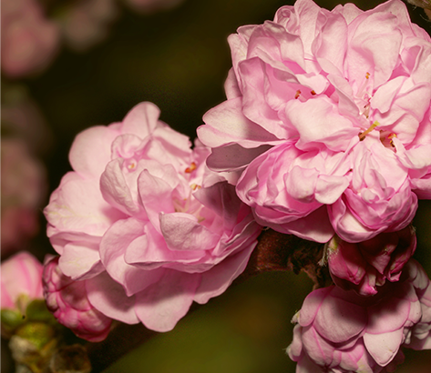 CHERRY BLOSSOM EXTRACT