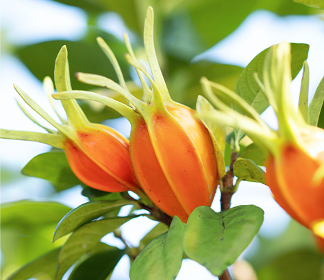 GARDENIA EXTRACT