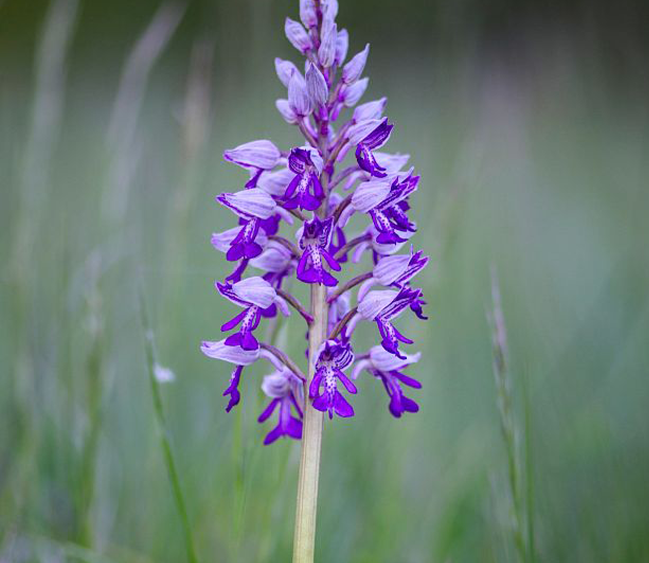 SCUTELLARIA BAICALENSIS ROOT EXTRACT