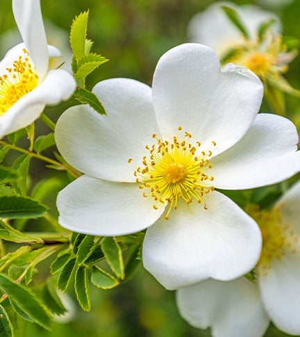ROSE EXTRACT & 4MSK