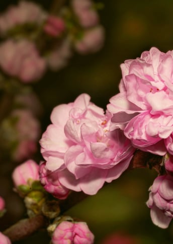 NEW Cherry Blossom Flower Extract