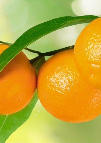 Citrus Unshiu Peel Extract