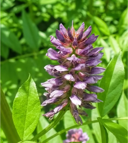 甘草根萃取精华